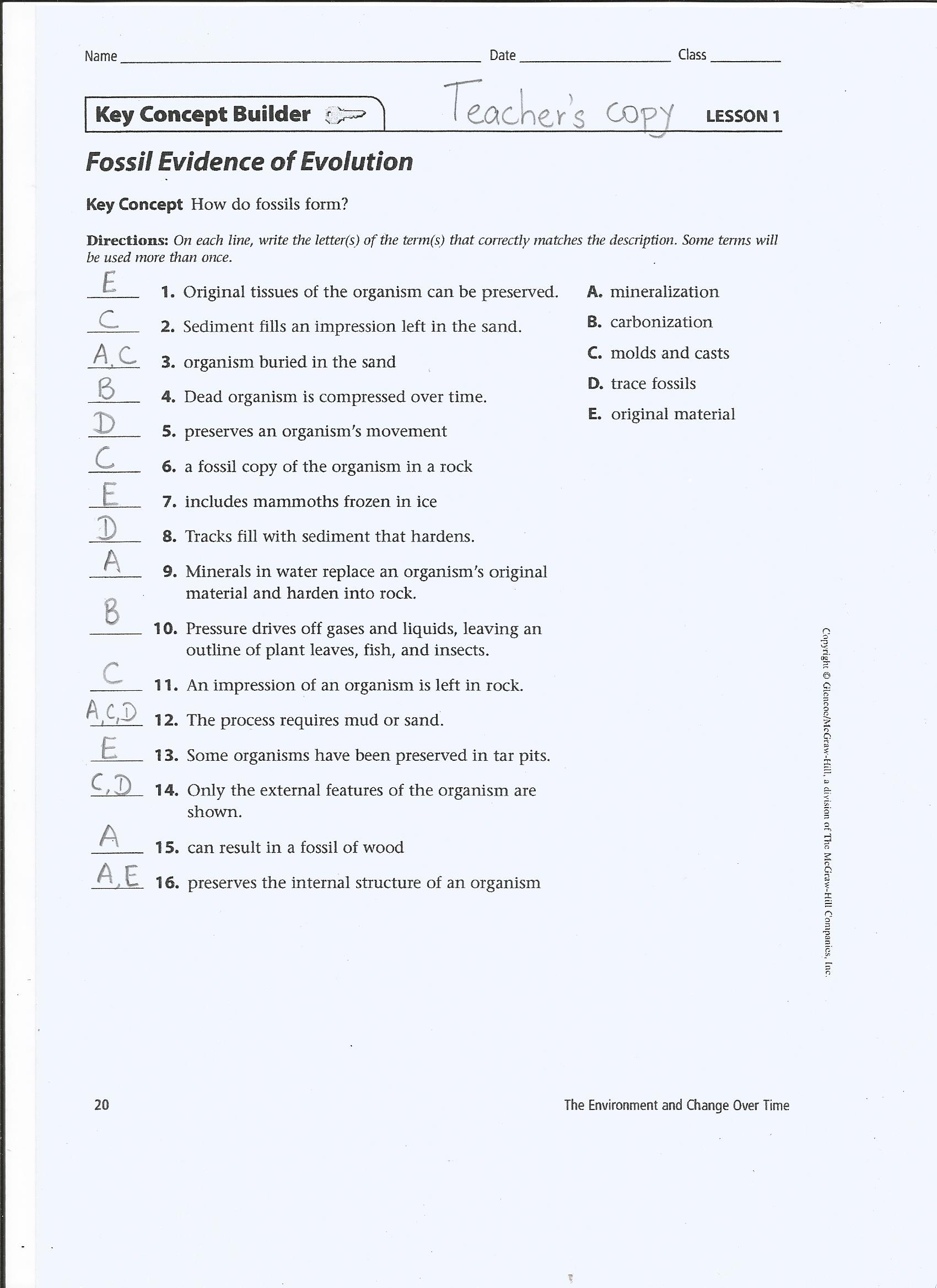Chapter 20 - Grade 20 Science With Evidence Of Evolution Worksheet Answers